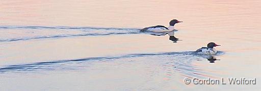 Common Mergansers_02310.jpg - Common Merganser (Mergus merganser) photographed near Lombardy, Ontario, Canada.